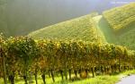 Nature_293