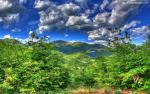 Nature_315