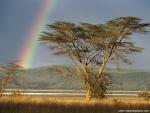 rainbow_38