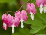 Flower_042