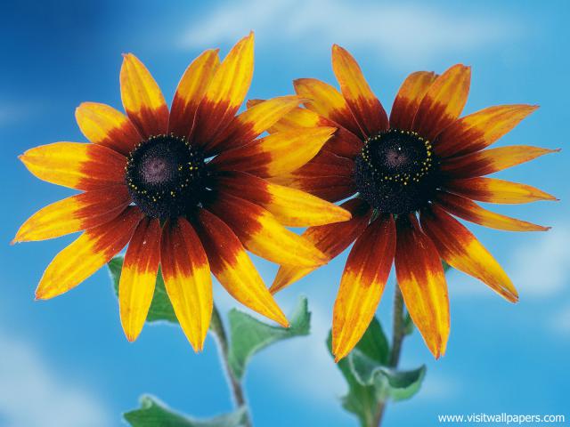 Flower_039