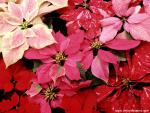 Flower_043