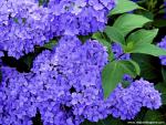 Flower_046