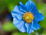 Flower_047