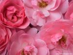 Flower_048