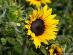 Flower_050