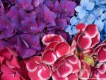 Flower_053