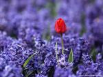Flower_055