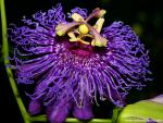 Flower_056