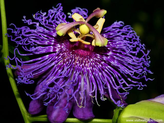 Flower_056