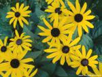 Flower_038