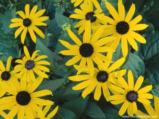 Flower_038