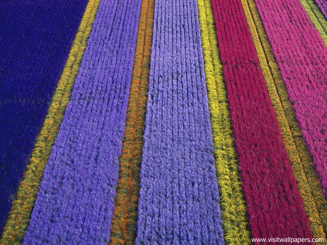 Flower_Farm