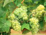 Folle_Blanche_Grapes_Armagnac_France