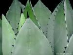 Agave_Plant