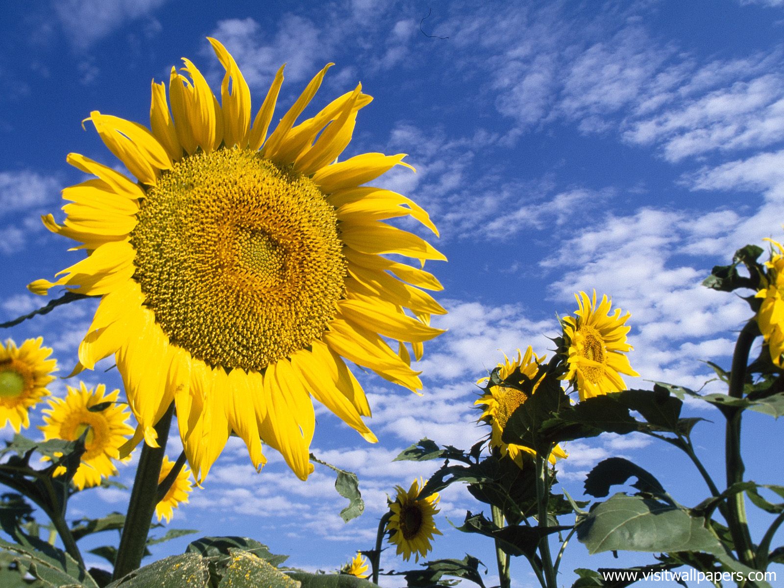 Colorful_Sunflowers_01