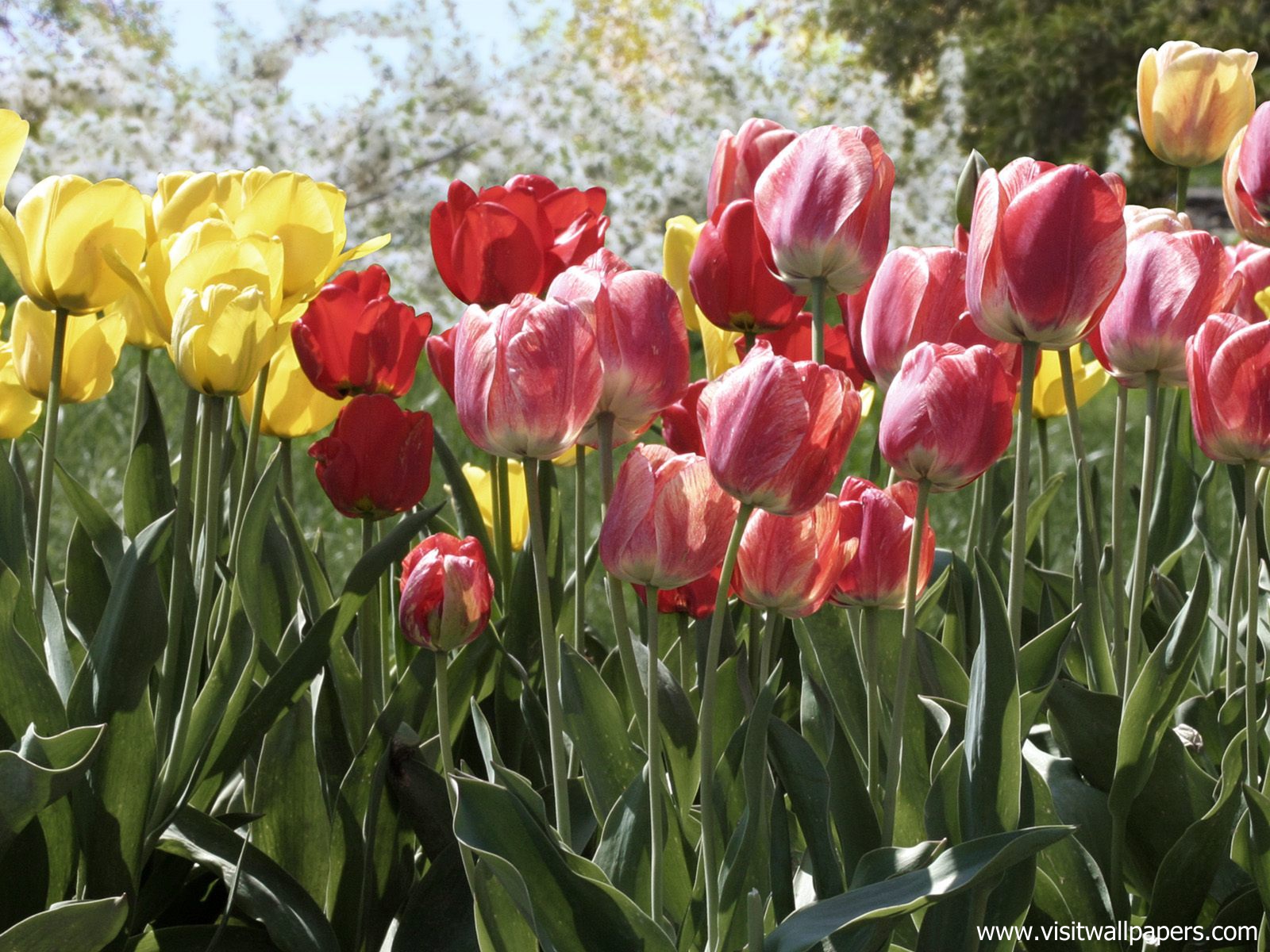 Colorful_Tulips_01