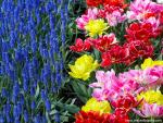 Colorful_Tulips_02