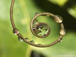 Circle_of_Life
