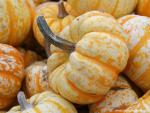 Mini_Pumpkins