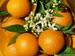 Oranges_01