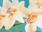 Orchid_01