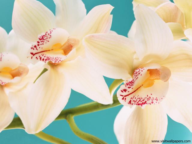 Orchid_01