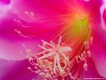 Orchid_02