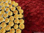 Flower_060