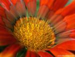 Flower_064