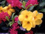 Flower_065