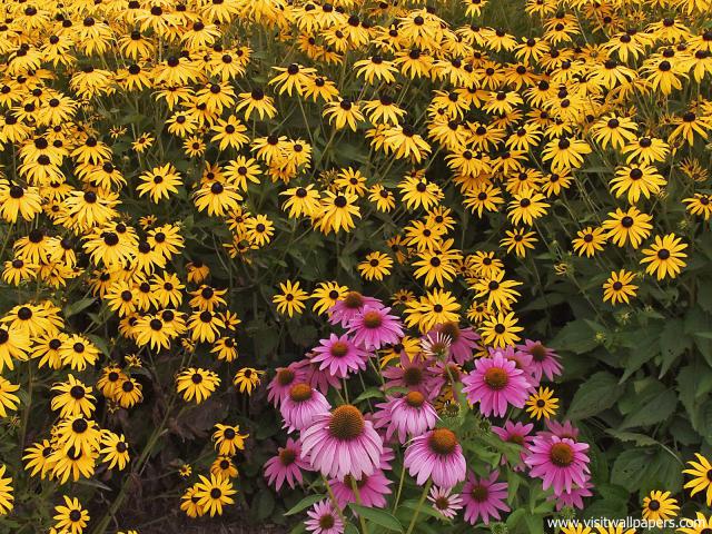 Flower_067