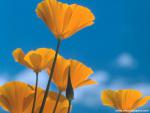 Flower_068
