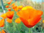 Flower_069