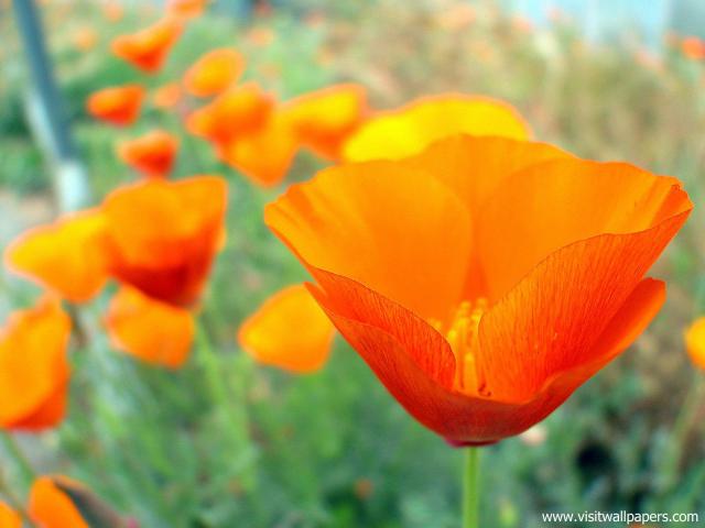 Flower_069