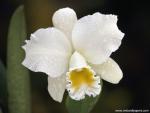Orchid_04