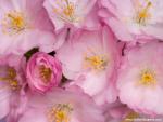 Cherry_Blossoms_01