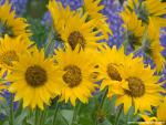 Flower_076