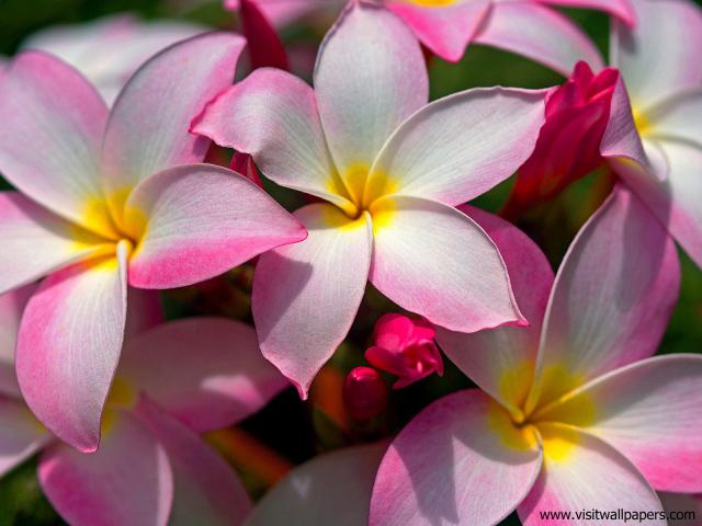 Flower_077