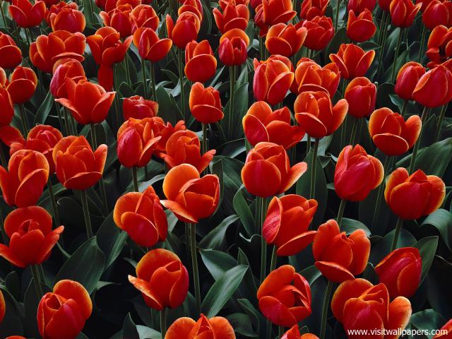 Flower_080
