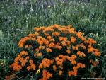 Flower_081