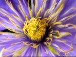 Flower_084