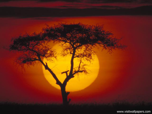 tree_220