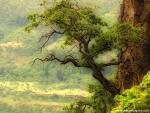 tree_229