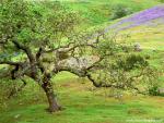 tree_230