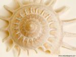 Carrier_Shell