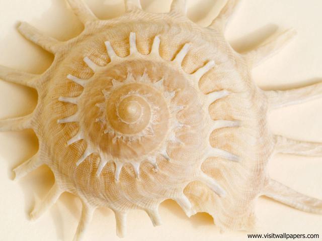 Carrier_Shell