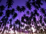 Hawaiian_02