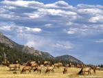 Elk_Herd_Colorado