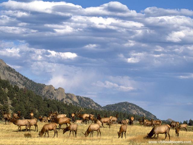 Elk_Herd_Colorado